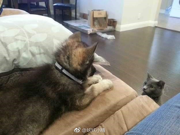 猫狗双全是什么梗