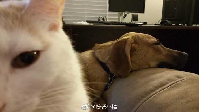 猫狗双全是什么梗