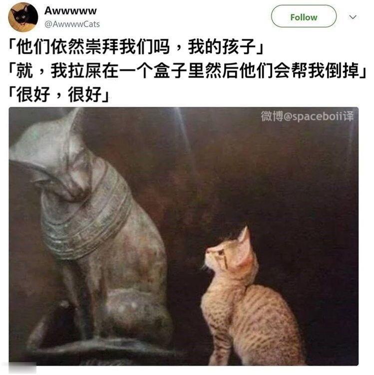 地球猫猫教是什么梗