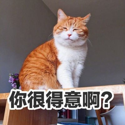 猫狗双全是什么梗