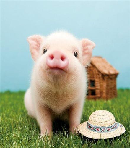可爱小猪，真实的小猪图片
