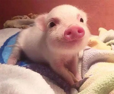 可爱小猪，真实的小猪图片
