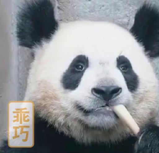 大熊猫因长相潦草而走红表情包超可爱搞笑