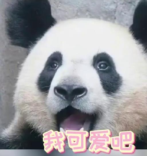 大熊猫因长相潦草而走红表情包超可爱搞笑