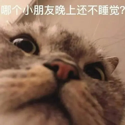 睡猫的表情包：床暖好了，来睡吧