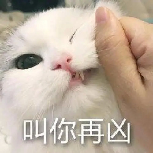 布偶猫表情包