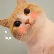 猫咪表情包图片