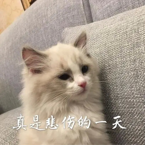 布偶猫表情包