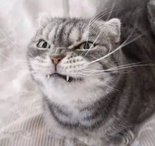 猫啃头表情包