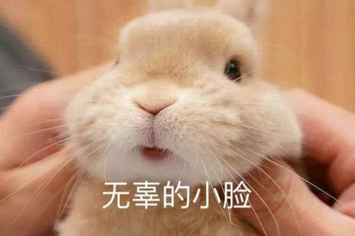 摸兔兔表情包