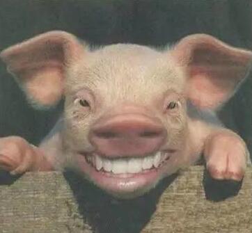 大笑猪表情包