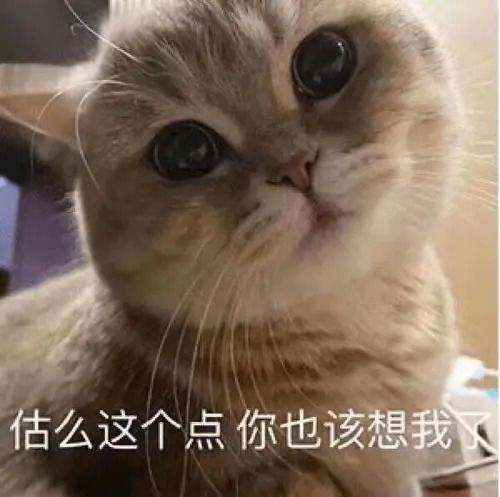 猫困惑表情包 呵，男人