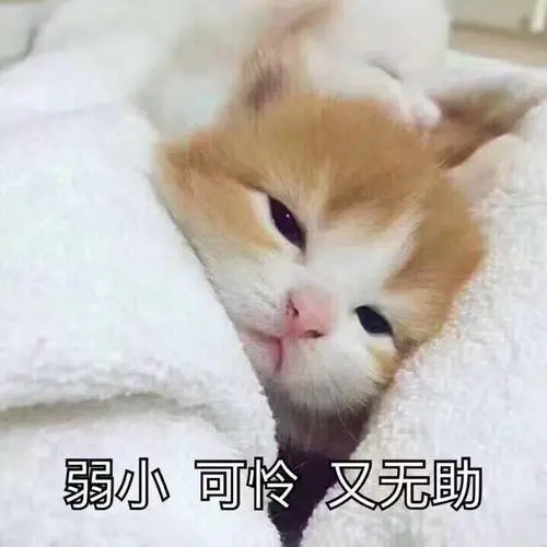 猫困惑表情包 呵，男人