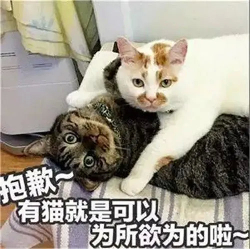 抱​​​​​​​歉有猫就是可以为所欲为的啦