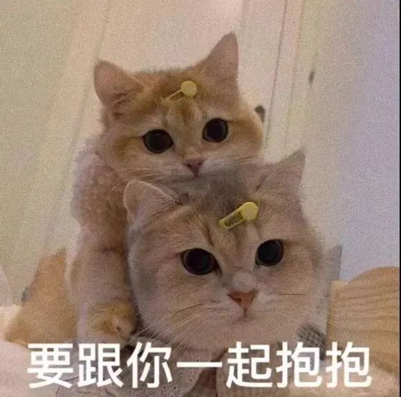 要跟你一起抱抱两只猫表情包