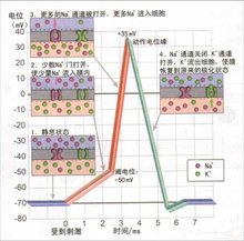  膜电位