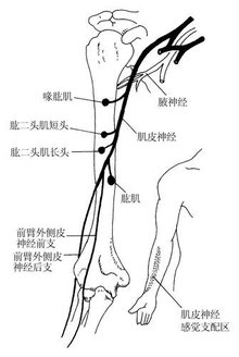  肌皮神经