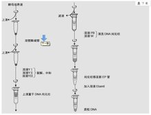  质粒DNA纯化