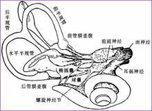  前庭(人体的感受器官)