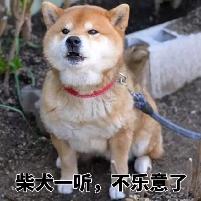 柴犬一听不乐意了